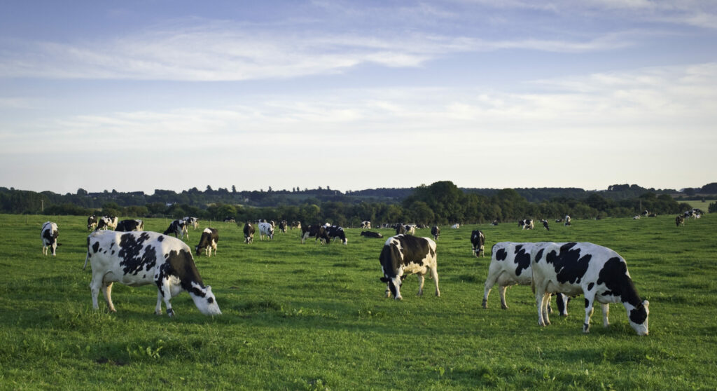 Friendly Friesians